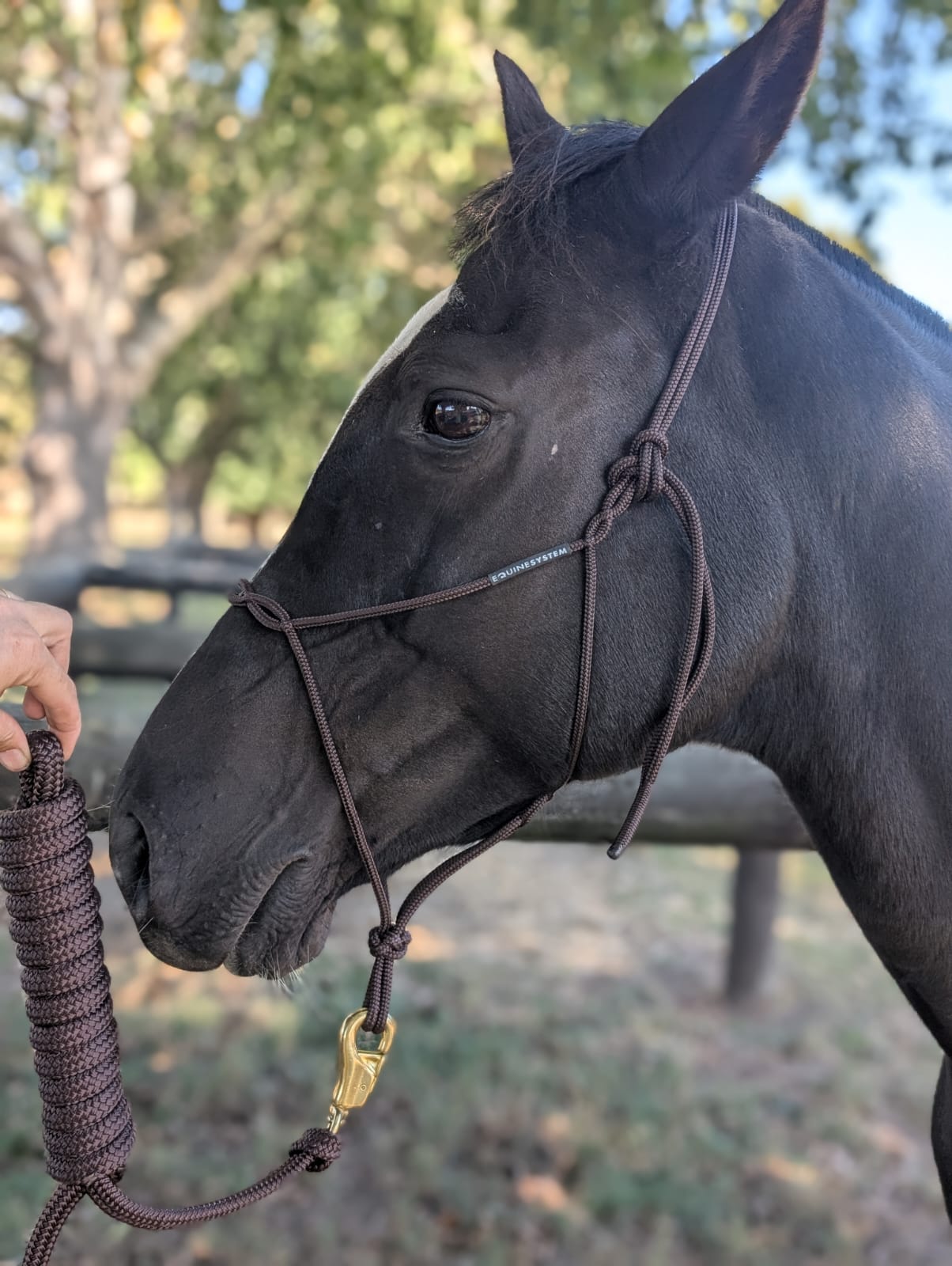 Equine System Halter