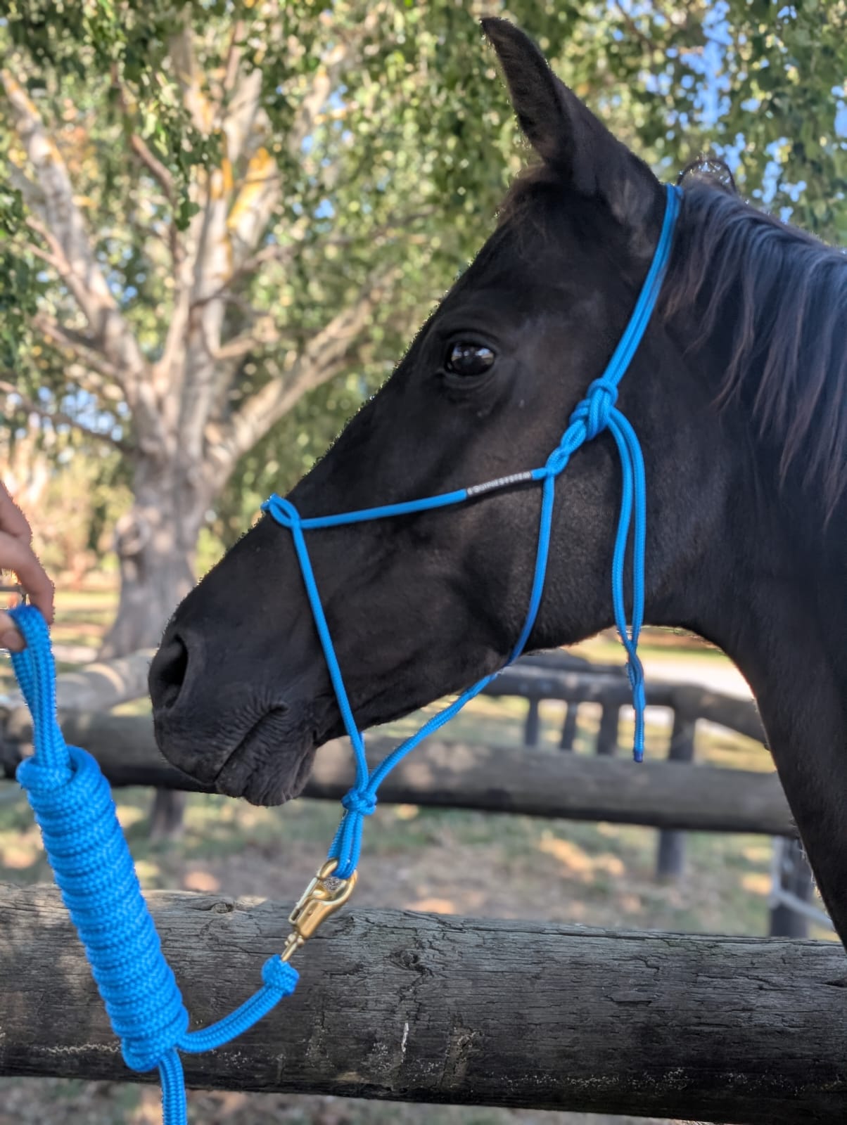 Equine System Lead