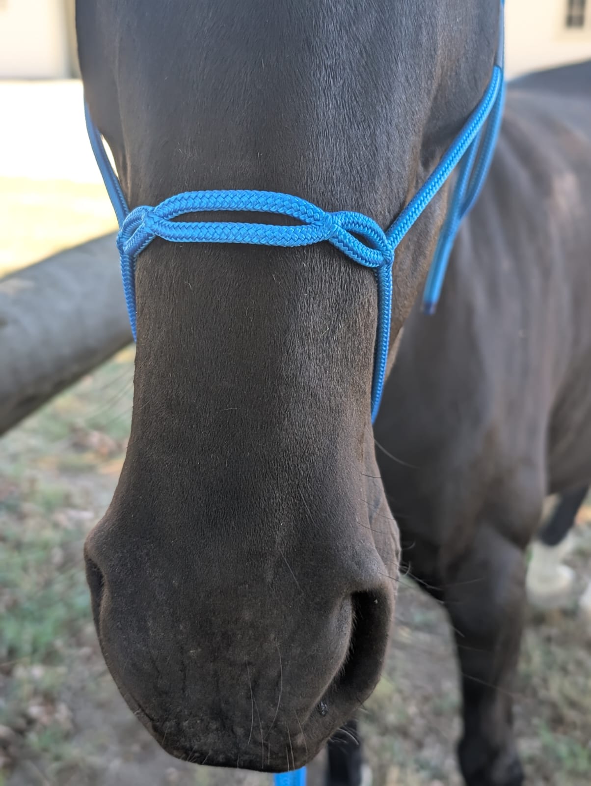 Halter & lead set